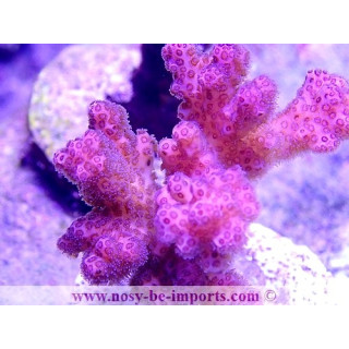 Pocillopora damicornis WYSIWYG 08082020-11