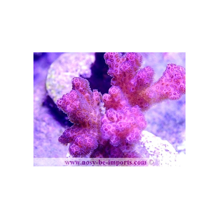 Pocillopora damicornis WYSIWYG 08082020-11