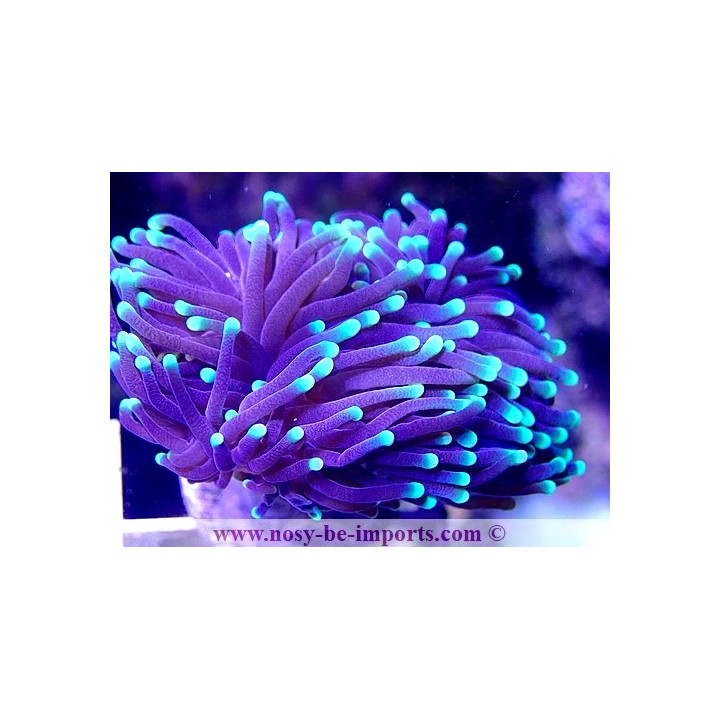 Euphyllia glabrescens