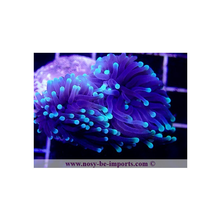 Euphyllia glabrescens