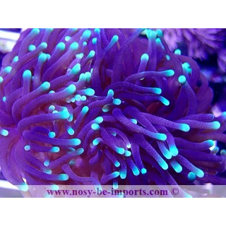 Euphyllia glabrescens