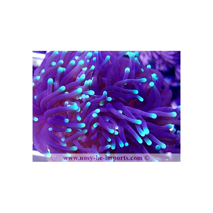 Euphyllia glabrescens