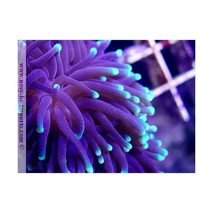 Euphyllia glabrescens