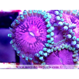 Zoanthus sp. USA WYSIWYG 1