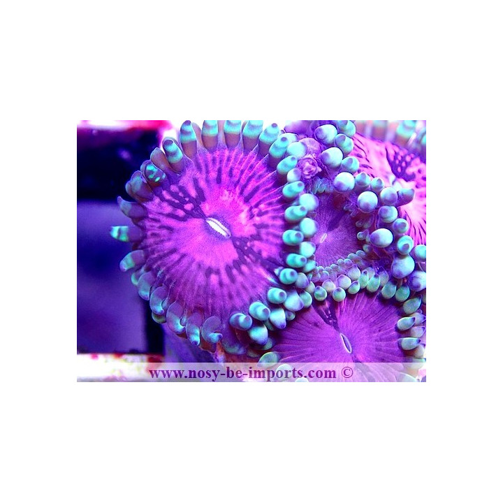 Zoanthus sp. USA WYSIWYG 1