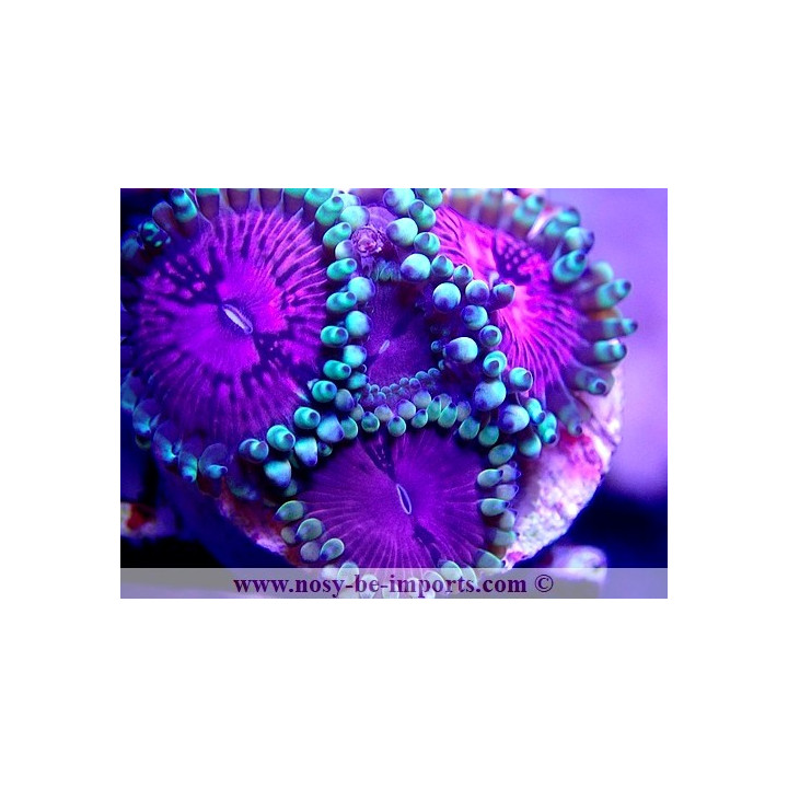Zoanthus sp. USA WYSIWYG 1