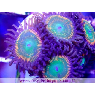 Zoanthus sp. USA WYSIWYG 2