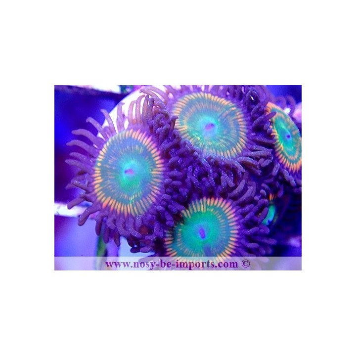 Zoanthus sp. USA WYSIWYG 2