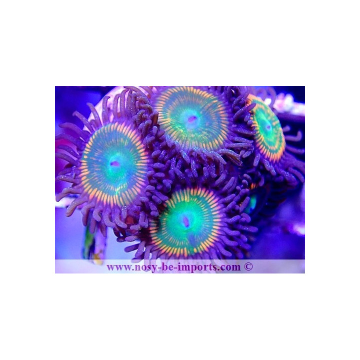 Zoanthus sp. USA WYSIWYG 2