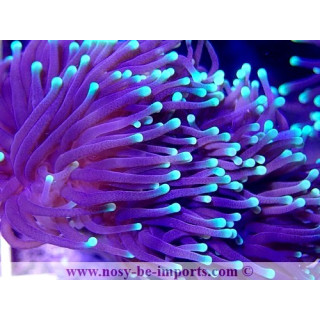 Euphyllia glabrescens WYSIWYG 03092020-11