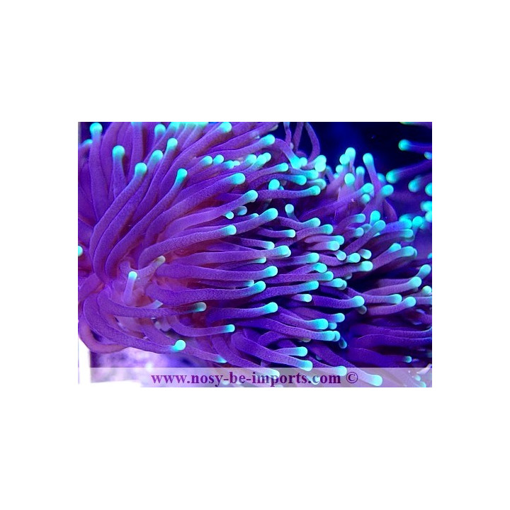 Euphyllia glabrescens WYSIWYG 03092020-11
