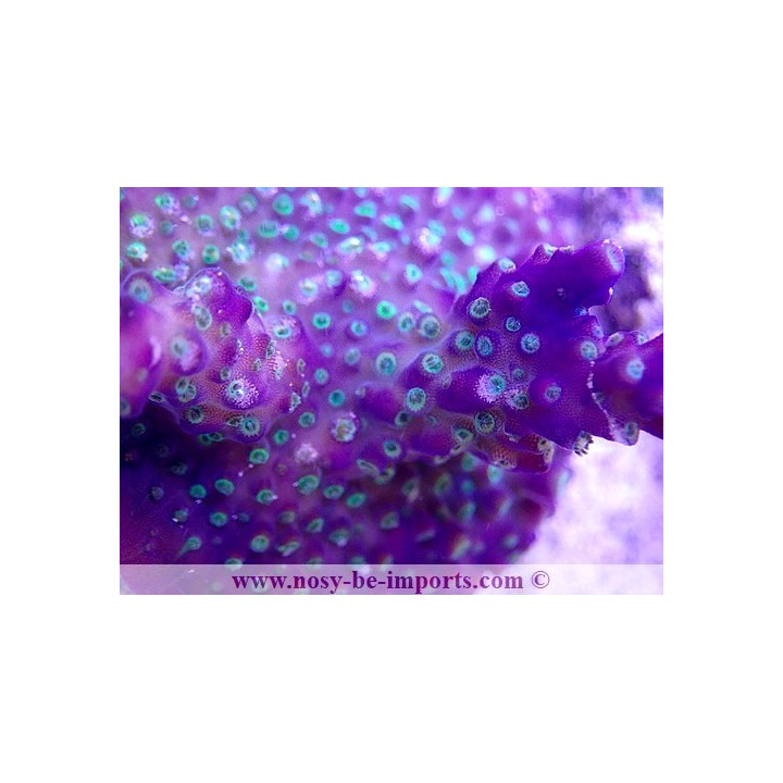 Acropora sp USA WYSIWYG 03092020-13