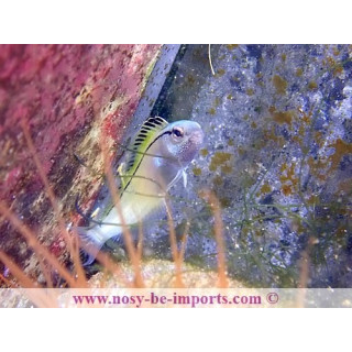 Meiacanthus nigrolineatus
