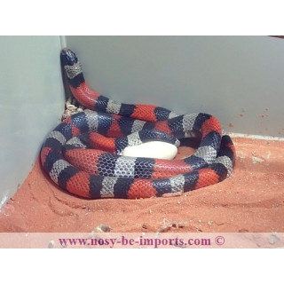 Lampropeltis triangulum campbelli