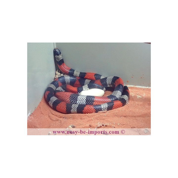 Lampropeltis triangulum campbelli