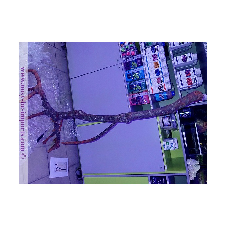Mangrove replica E