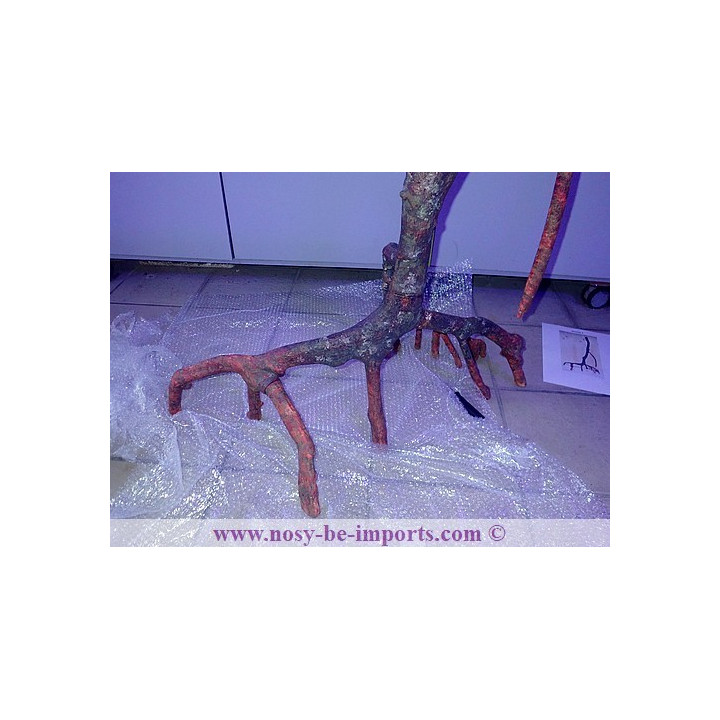 Mangrove replica E