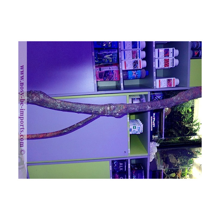 Mangrove replica E