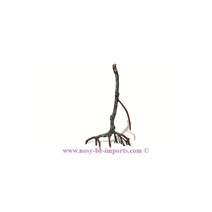 Mangrove replica E