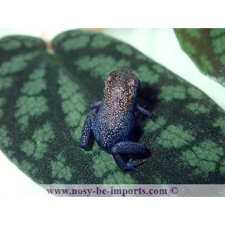 Oophaga pumilio Escudo Koï