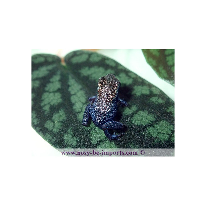 Oophaga pumilio Escudo Koï