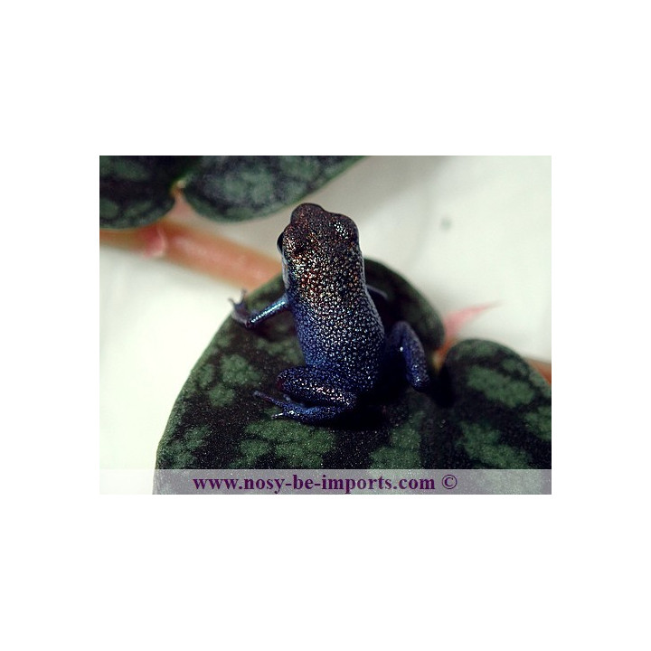 Oophaga pumilio Escudo Koï