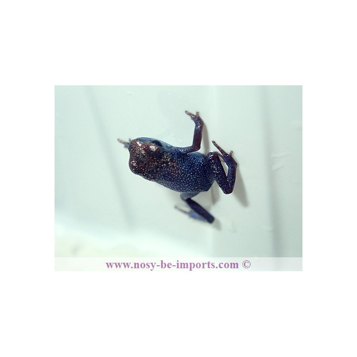 Oophaga pumilio Escudo Koï