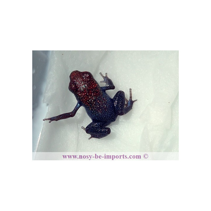 Oophaga pumilio Escudo Koï