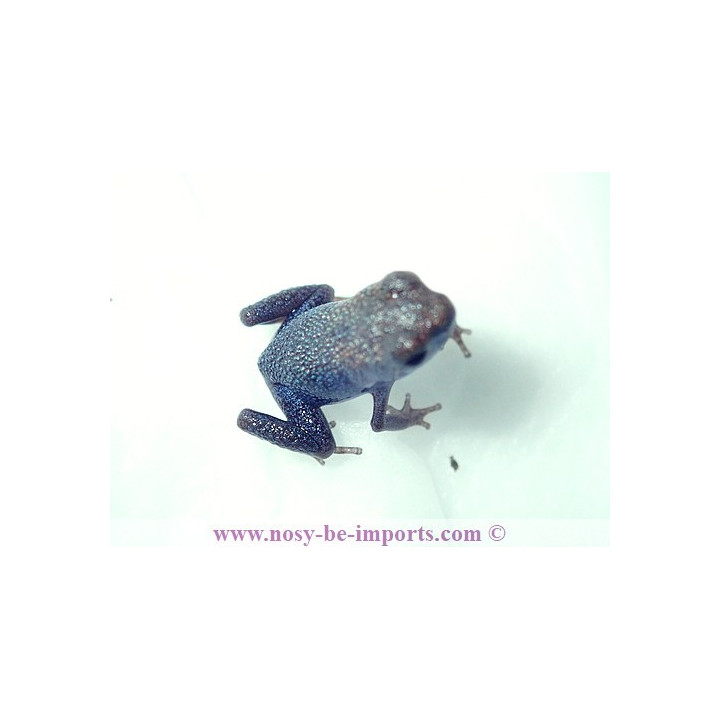 Oophaga pumilio Escudo Koï