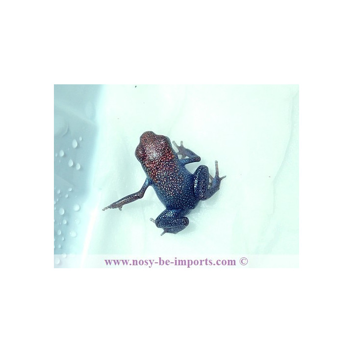 Oophaga pumilio Escudo Koï