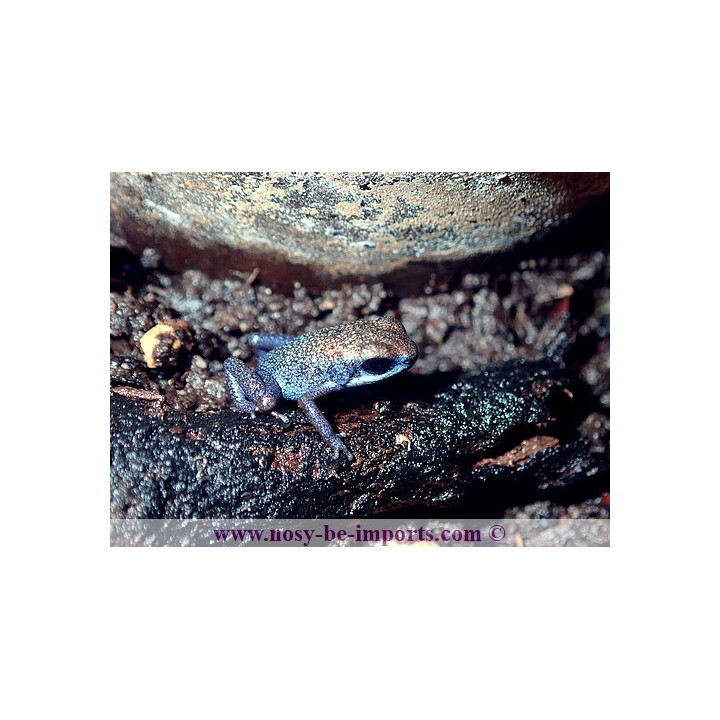 Oophaga pumilio Escudo Koï