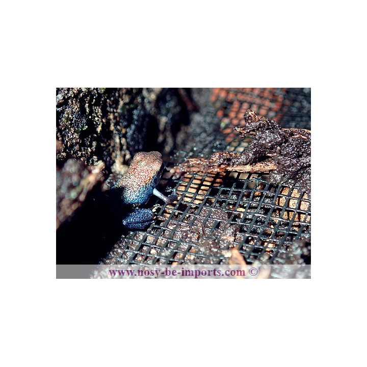 Oophaga pumilio Escudo Koï
