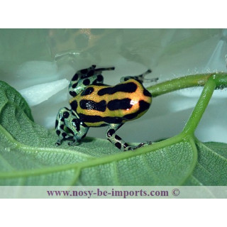 Ranitomeya lamasi panguana
