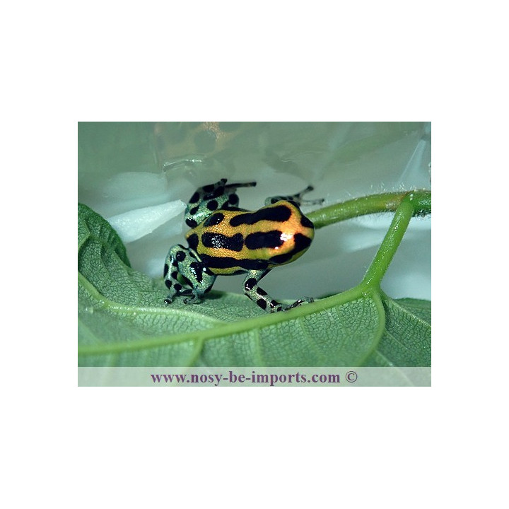 Ranitomeya lamasi panguana