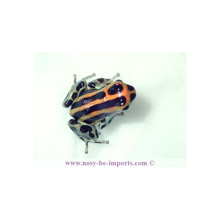 Ranitomeya lamasi panguana