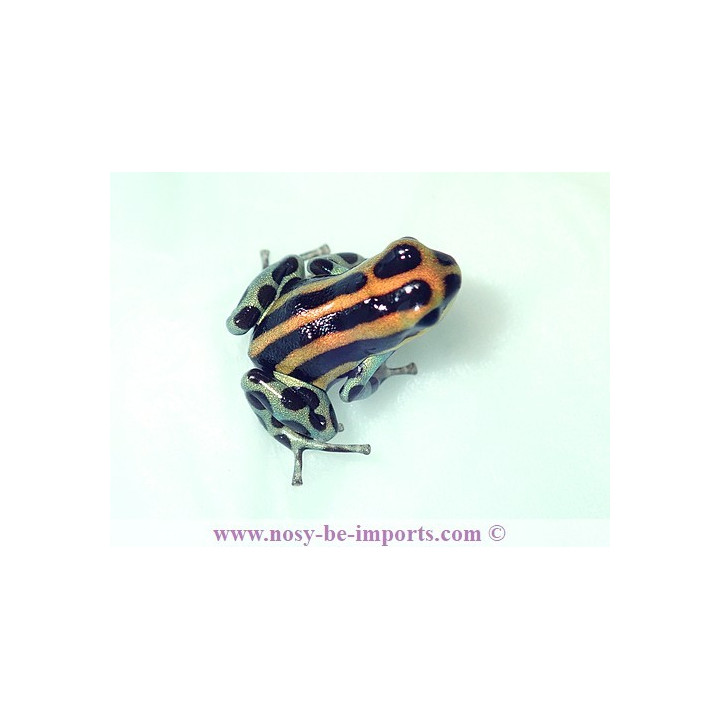 Ranitomeya lamasi panguana