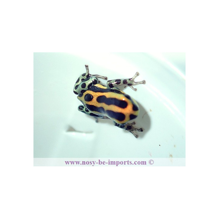Ranitomeya lamasi panguana