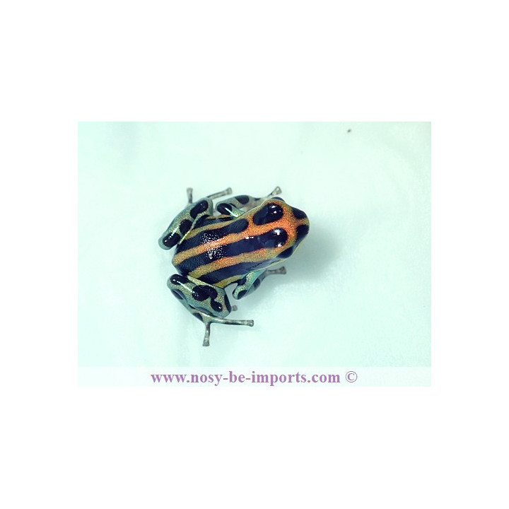 Ranitomeya lamasi panguana