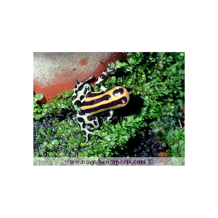 Ranitomeya lamasi panguana