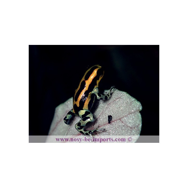 Ranitomeya lamasi panguana