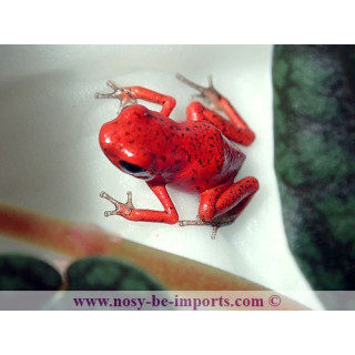 Oophaga pumilio Solarte