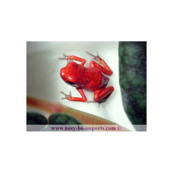 Oophaga pumilio Solarte
