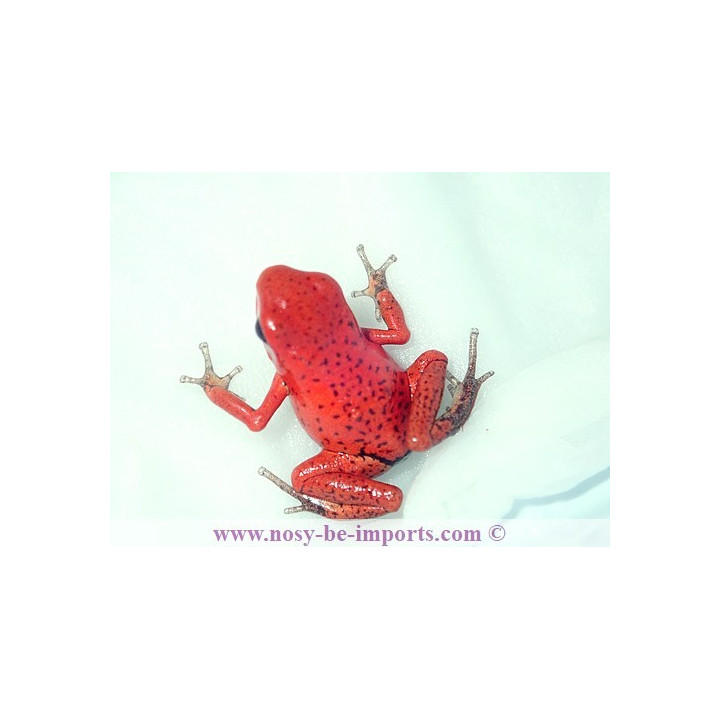 Oophaga pumilio Solarte