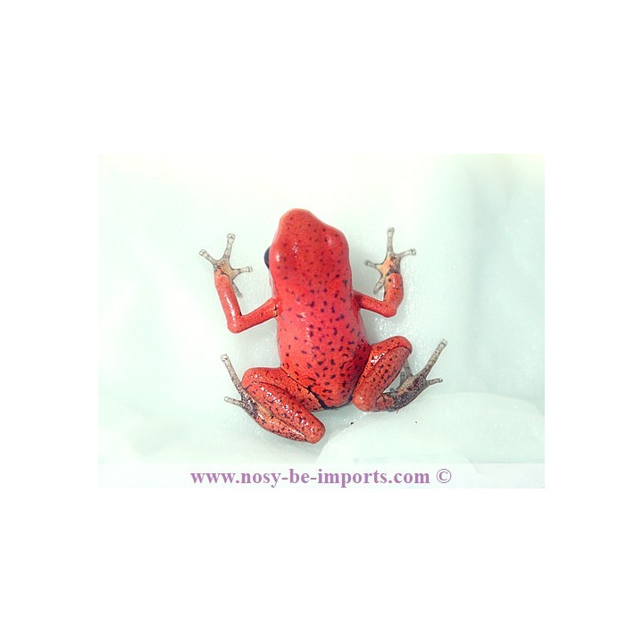 Oophaga pumilio Solarte