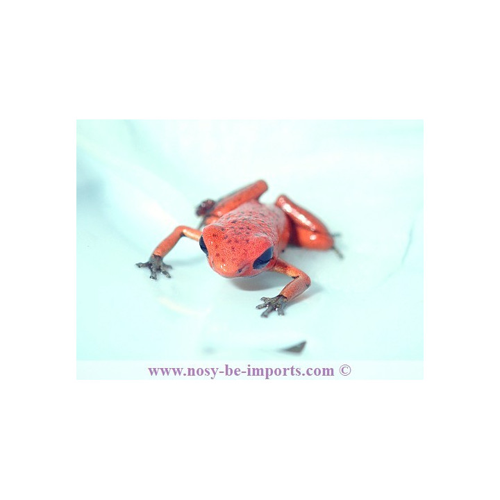 Oophaga pumilio Solarte