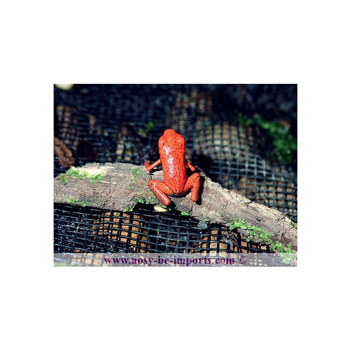 Oophaga pumilio Solarte