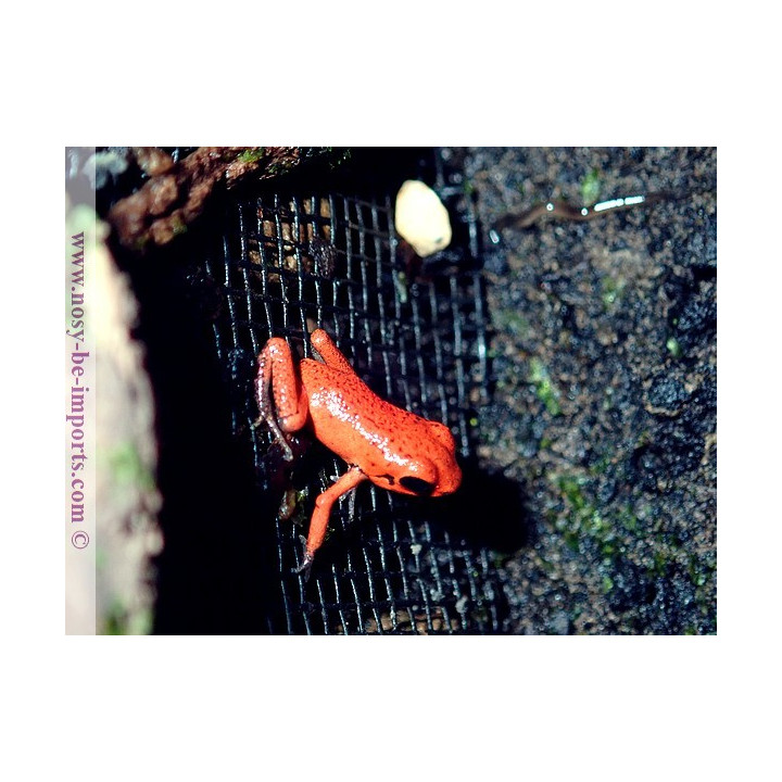 Oophaga pumilio Solarte