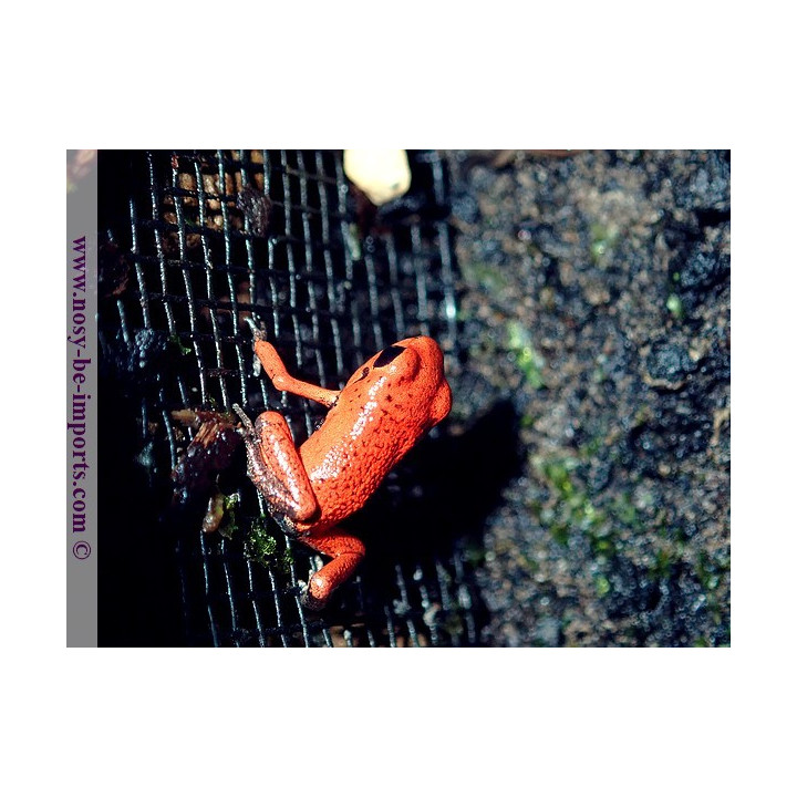 Oophaga pumilio Solarte