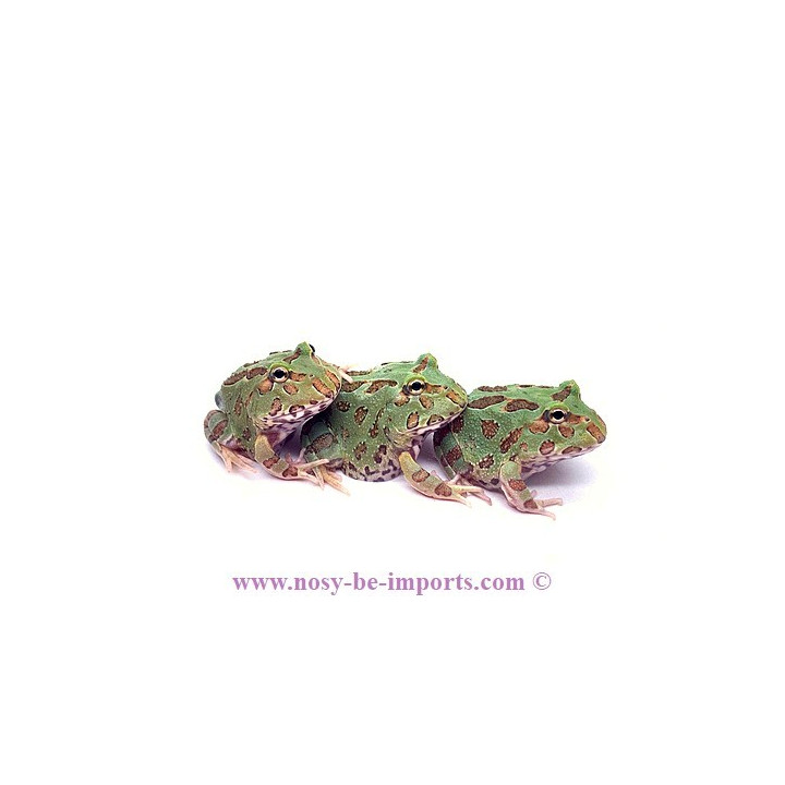 Ceratophrys cranwelli verte ELEVAGE