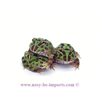 Ceratophrys cranwelli verte ELEVAGE